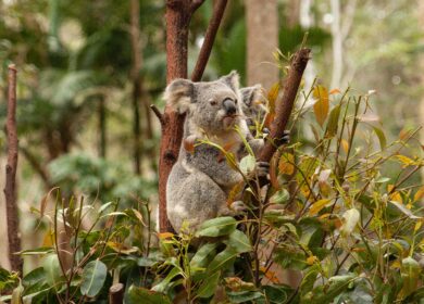 В Австралии укрепляется спрос на агрохимикаты