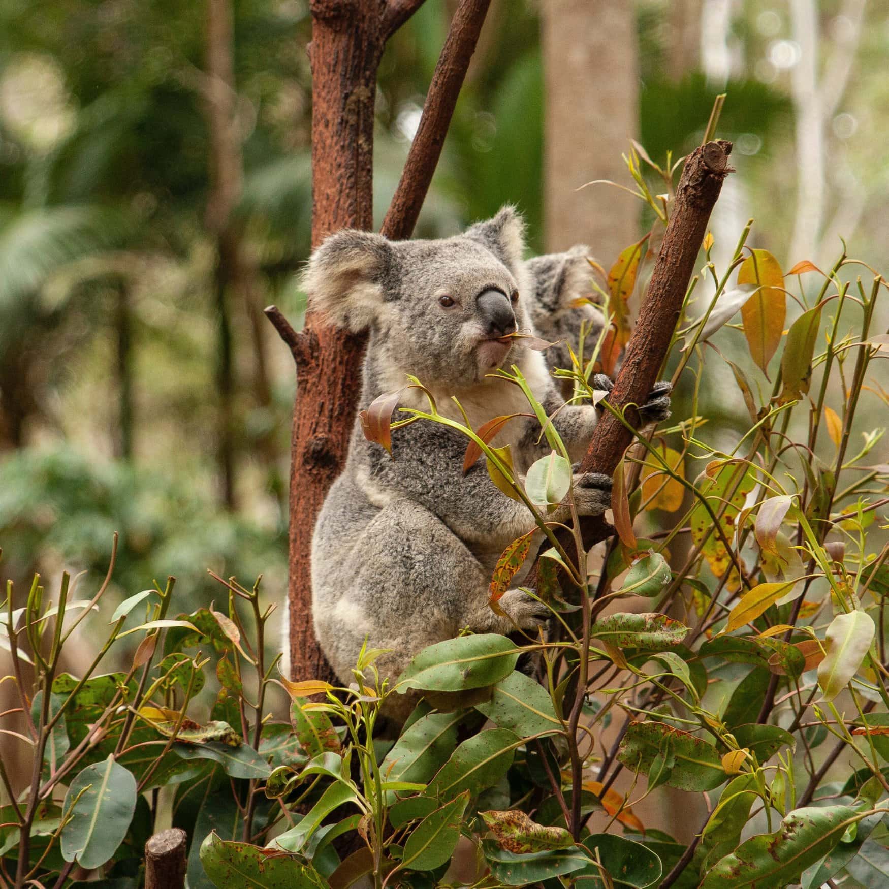 В Австралии укрепляется спрос на агрохимикаты