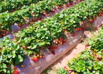 Inocucor хочет завоевать Латинскую Америку и Европу