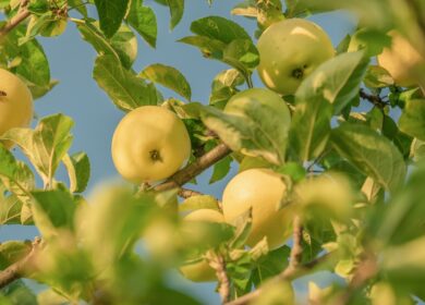 У промышленного садоводства — отличные перспективы