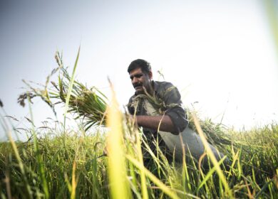 Индийские фермеры стали паниковать