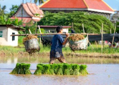 Камбоджа перенимает технологии точного земледелия