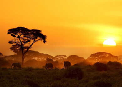 Кении не суждено стать продуцентом удобрений