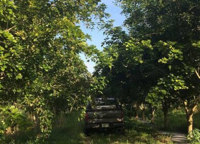 Каранджа может заменить цитрусовые в США