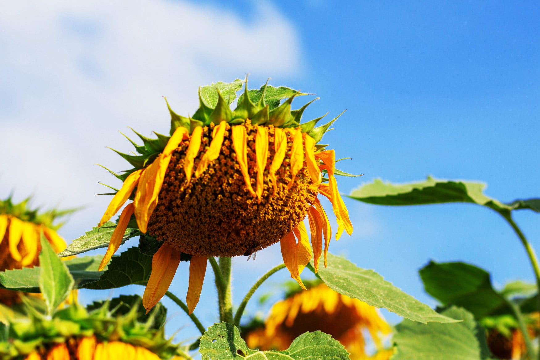 Сельское хозяйство Украины несет огромные потери