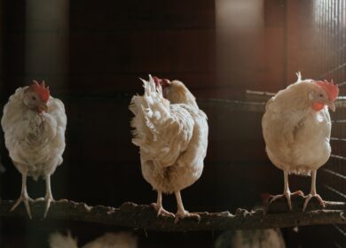 «Русское поле» может cоздать завод куриных удобрений