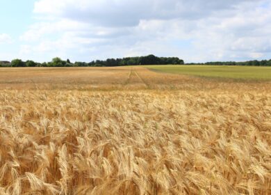 В Краснодарском крае строят планы на урожай