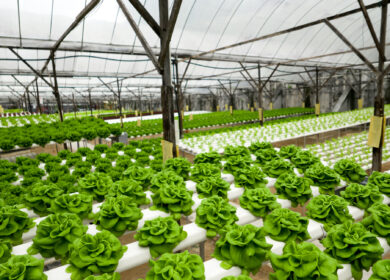 В Карачево-Черкесии возведут гидропонный комплекс