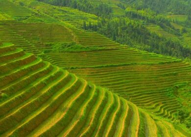 В Китае запущена программа здорового земледелия