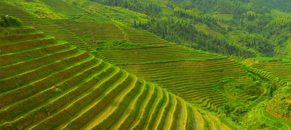 В Китае запущена программа здорового земледелия