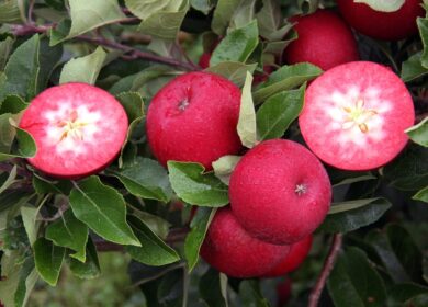 Краснодарский край увеличит закладку садов на 26%