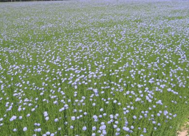 В России будут создавать льняные кластеры