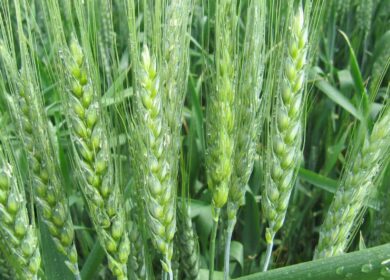 Урожай озимой пшеницы в Германии может превысить 24 млн. тонн