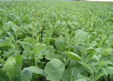 В Германии завершается сев яровых