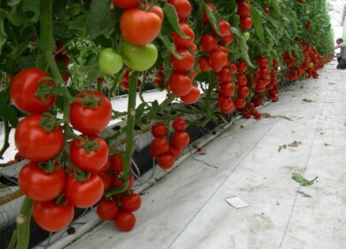 Липецкая область удвоит выращивание овощей в теплицах