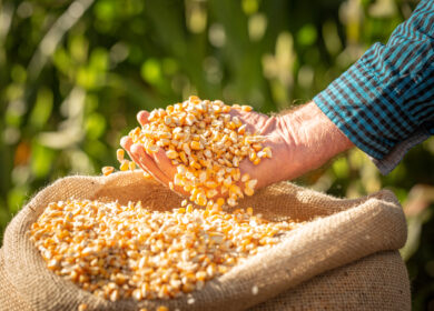 В США сократятся посевы сои и кукурузы