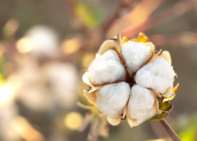 Хлопок потеснит кукурузу и арахис в США