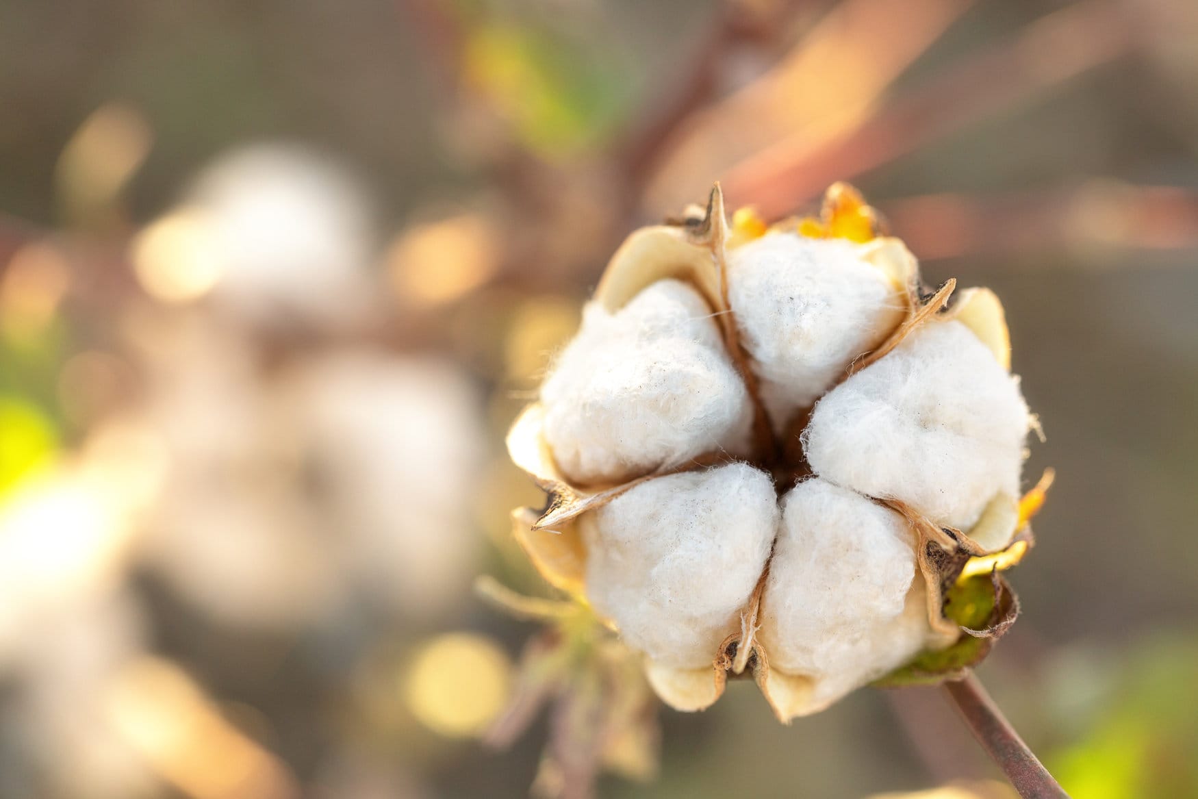 Хлопок потеснит кукурузу и арахис в США
