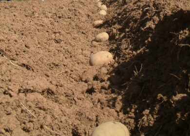 В Астраханской области активно высаживают картофель