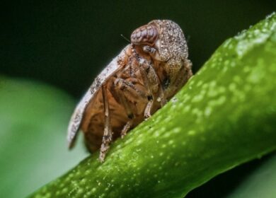 Новый инсектицид поможет справиться с рисовой цикадкой