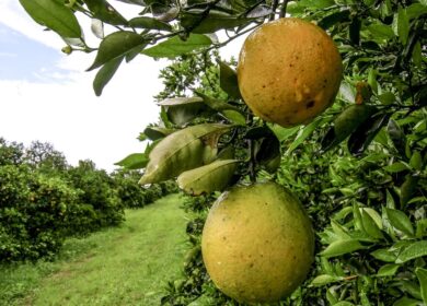 Ученые пока не нашли решения против позеленения цитрусовых