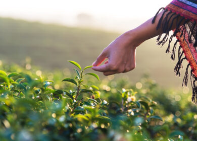 В Индии ожидается стабильный спрос на удобрения