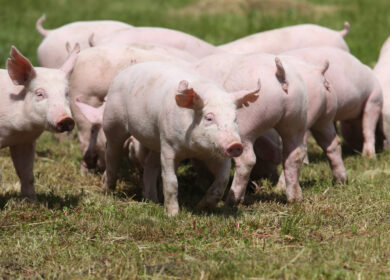 Вьетнам займется экологизацией сельского хозяйства