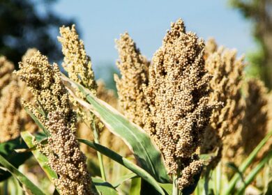 В США может сократиться урожай сорго