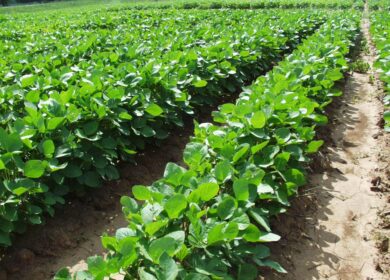 Фронт посевных работ расширяется с каждым днем