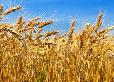 Урожаю зерновых на планете грозит серьезное снижение