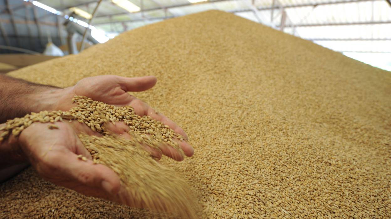 Экспорт пшеницы из Франции побьет 12-летний максимум