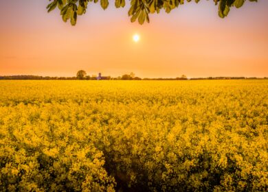 Урожай рапса на планете может достигнуть 66,5 млн. тонн