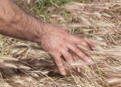 В Индии найдут применение пожнивным остаткам