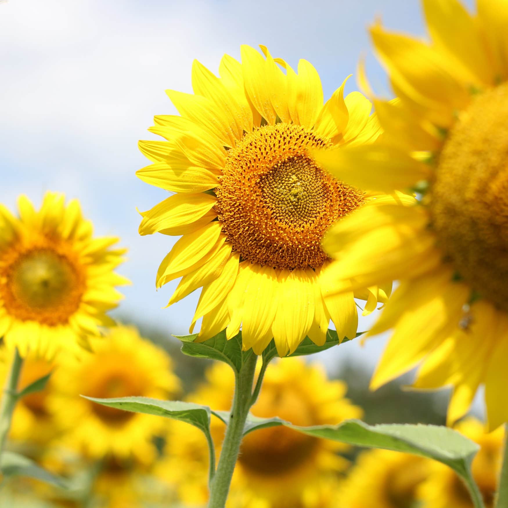 «Солнечные продукты» засеют свыше 90 тыс. га земель