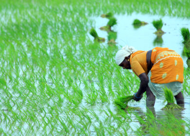 Редактирование генома риса может остановить азотное загрязнение