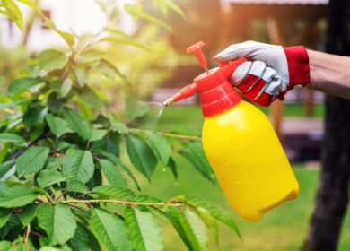 В Техасе научились бороться с резистентностью сорняков