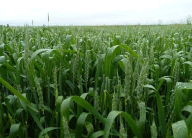 «ПсковАгроИнвест» изменил структуру закупок