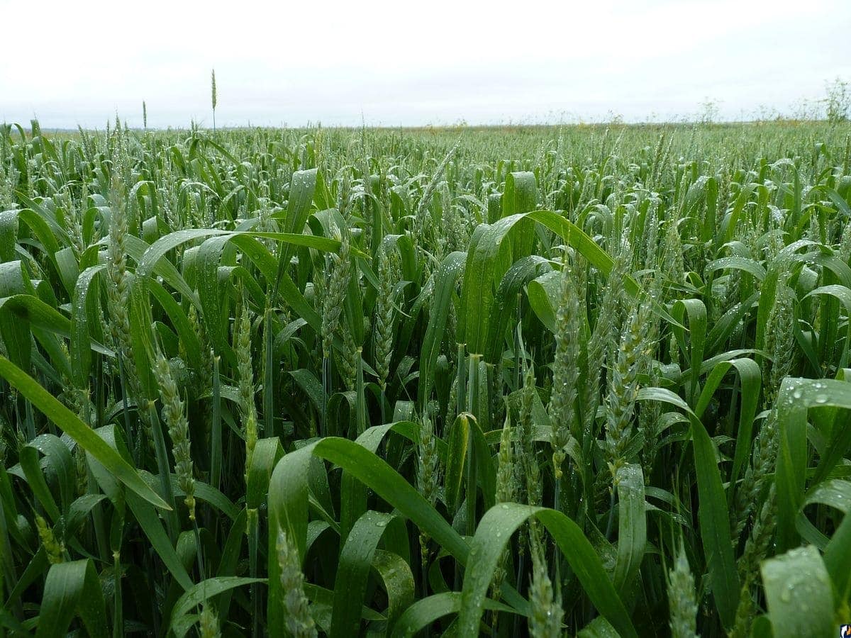 «ПсковАгроИнвест» изменил структуру закупок