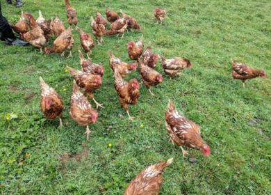 В США разрабатывают систему по переработке отходов птицеферм