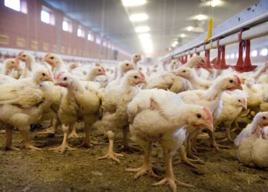 «Воловский бройлер» планирует производить органические удобрения