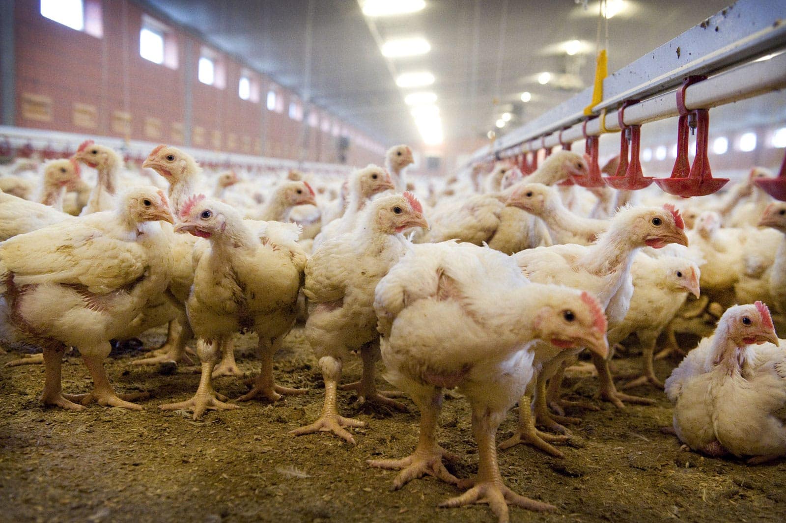 «Воловский бройлер» планирует производить органические удобрения