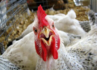 «Юрма» хочет перерабатывать куриный помет на удобрения