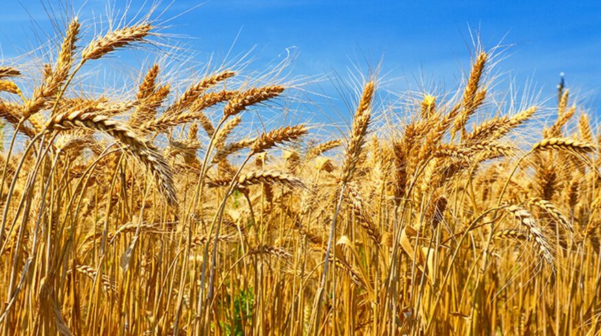 Урожай пшеницы в России может подрасти