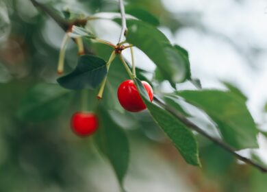 Нанокристаллы защитят деревья от заморозков