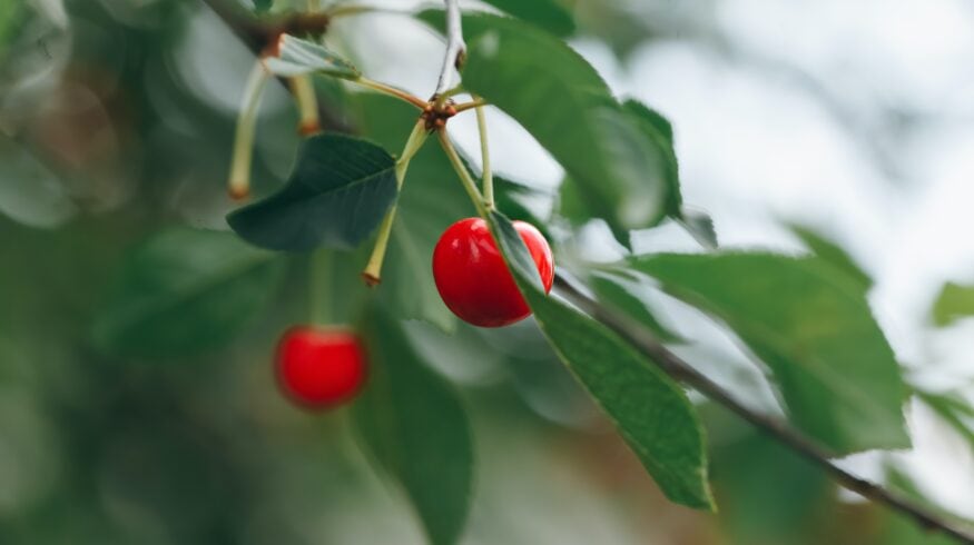 Нанокристаллы защитят деревья от заморозков