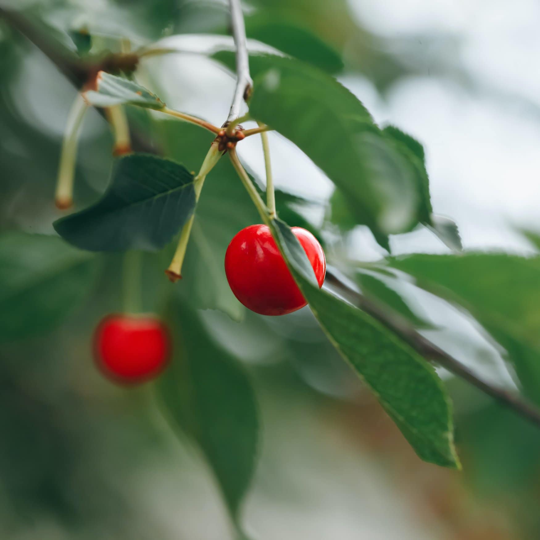 Нанокристаллы защитят деревья от заморозков