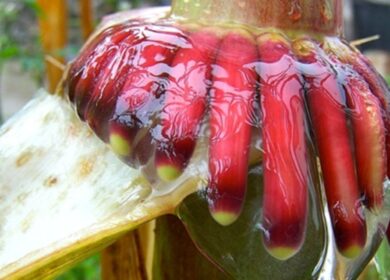 Удивительная кукуруза, удобряющая сама себя