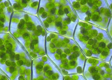 В Японии фотосинтезирующие бактерии помогут фермерам