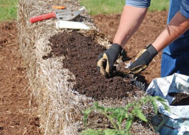 Выращивание в соломе имеет свои преимущества