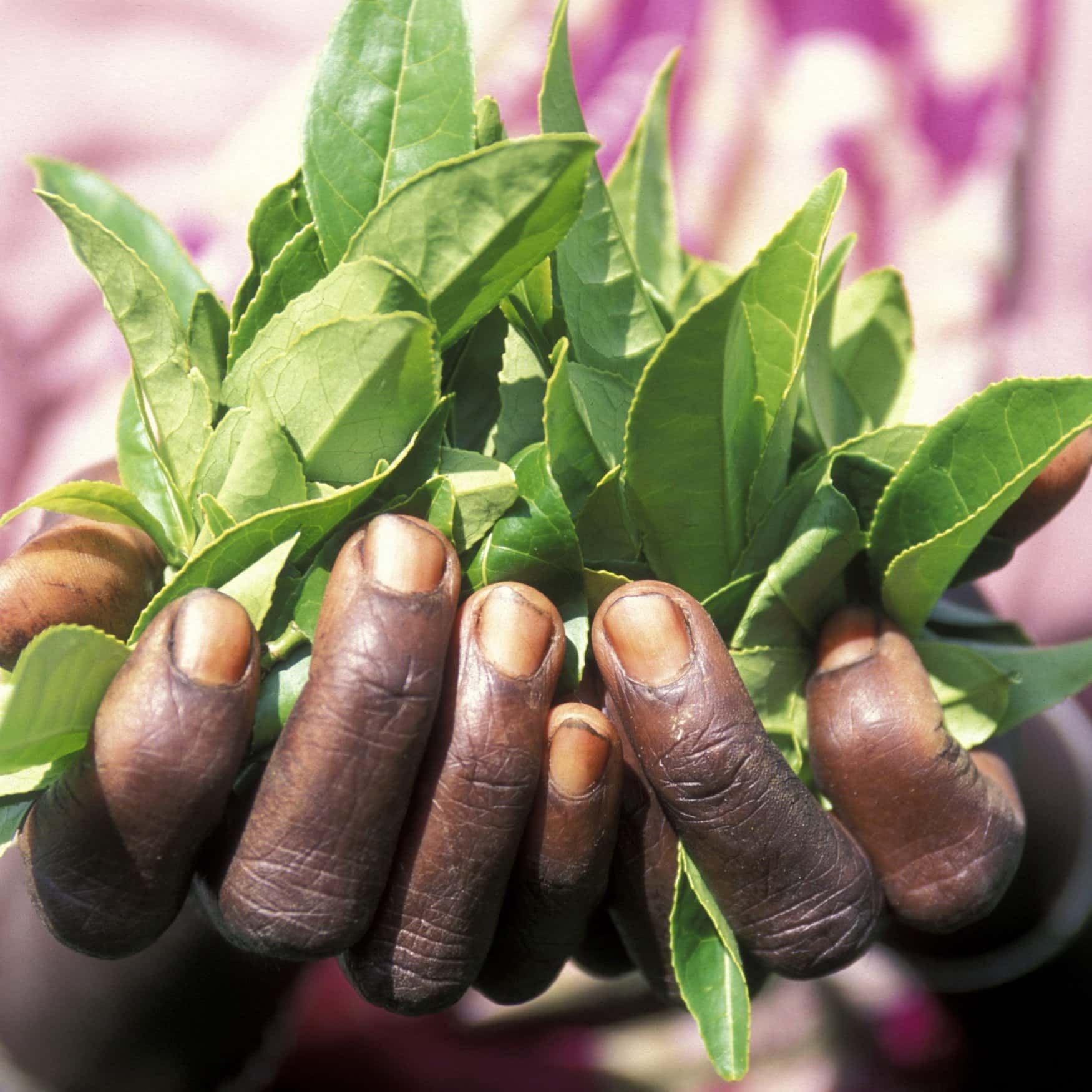 Nestle намерена изготавливать удобрения из чая